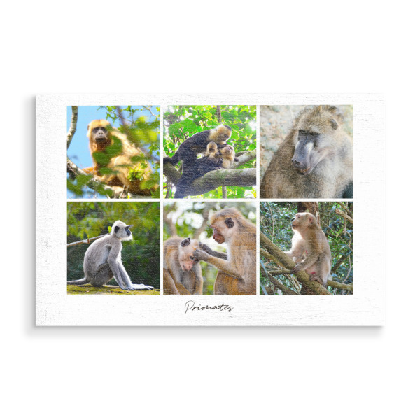 Holzbild "Primates" artboxONE - Natur,Tiere,Reise / Afrika,Reise / Asien,Reise / Länder