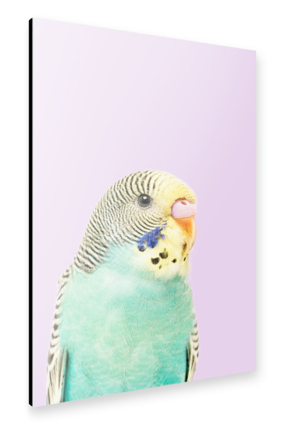 Alu-Dibond "Wellensittich" 75x50 cm artboxONE