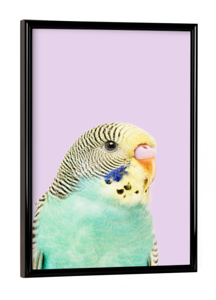 Poster mit schwarzem Rahmen "Wellensittich" artboxONE - Tiere - Lila,Budgie,Vogel,Papagei,Tier,Süß,Kinder,Kindergarten,Glücklich