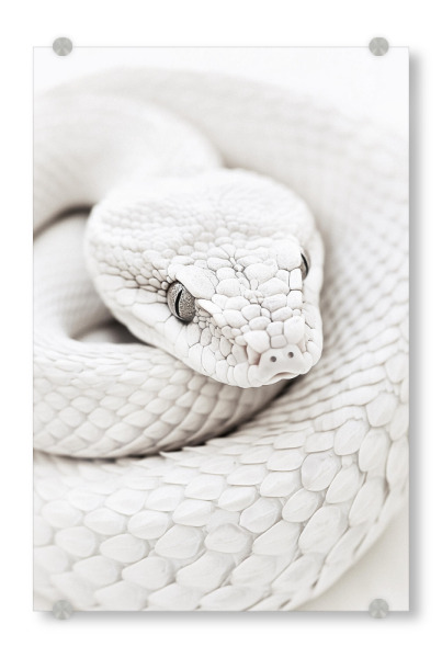 Acrylglasbild "Elegante weiße Schlange" artboxONE - Natur,Tiere,Reise / Afrika