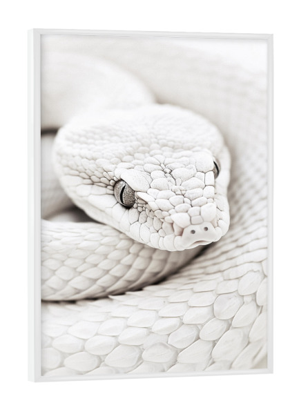 Poster mit weißem Rahmen "Elegante weiße Schlange" artboxONE - Natur,Tiere,Reise / Afrika