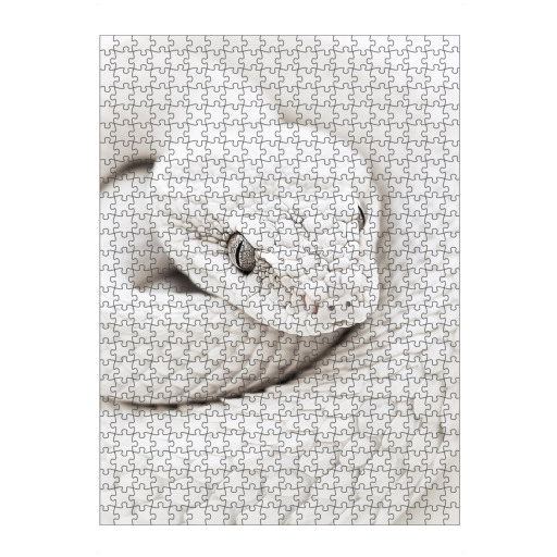 Elegant white snake