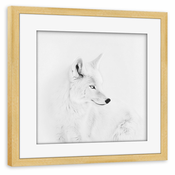 Poster mit Rahmen kiefer "Eleganter weißer Polarfuchs" artboxONE - Natur,Für Kinder,Tiere
