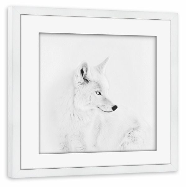 Poster mit Rahmen weiß "Eleganter weißer Polarfuchs" artboxONE - Natur,Für Kinder,Tiere