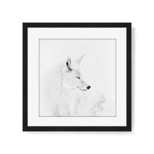 Eleganter weißer Polarfuchs