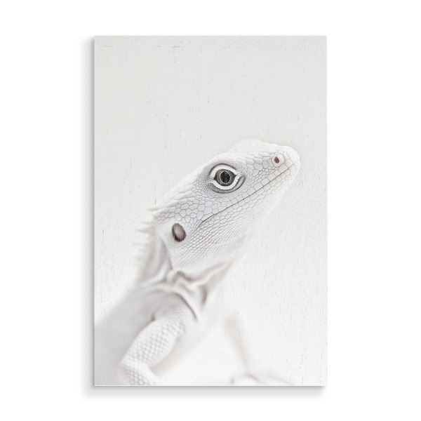 Holzbild "Elegante Weiße Eidechse" artboxONE - Natur,Tiere,Reise / Afrika