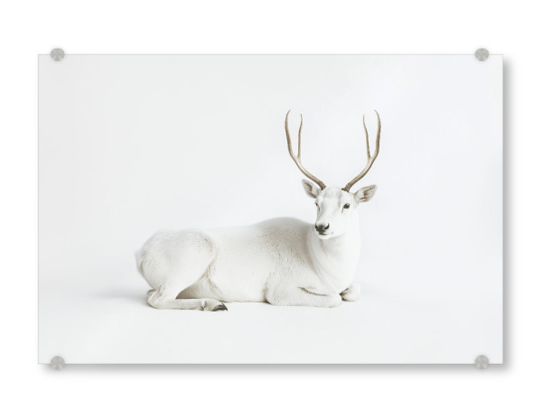 Acrylglasbild "Stilvolles Weißes Reh" artboxONE - Natur,Für Kinder,Tiere