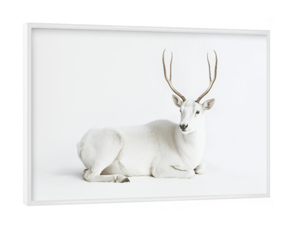 Poster mit weißem Rahmen "Stilvolles Weißes Reh" artboxONE - Natur,Für Kinder,Tiere