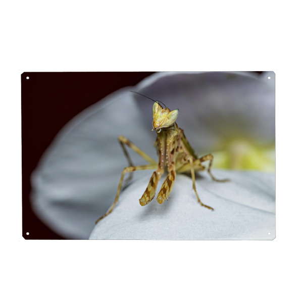 Metall Poster "Blütenmantis" artboxONE - Tiere - Gottesanbeterin,Fangschrecke,Mantis,Insekt,Insekten,Blütenmantis - Blechschild