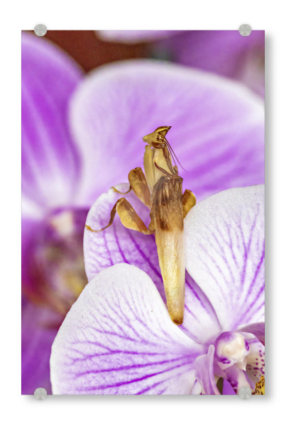 Acrylglasbild "Eine Gottesanbeterin" artboxONE - Floral,Tiere - Gottesanbeterin,Fangschrecke,Mantis,Mantide,Insekt,Insekten,Orchideen gottesanbeterin