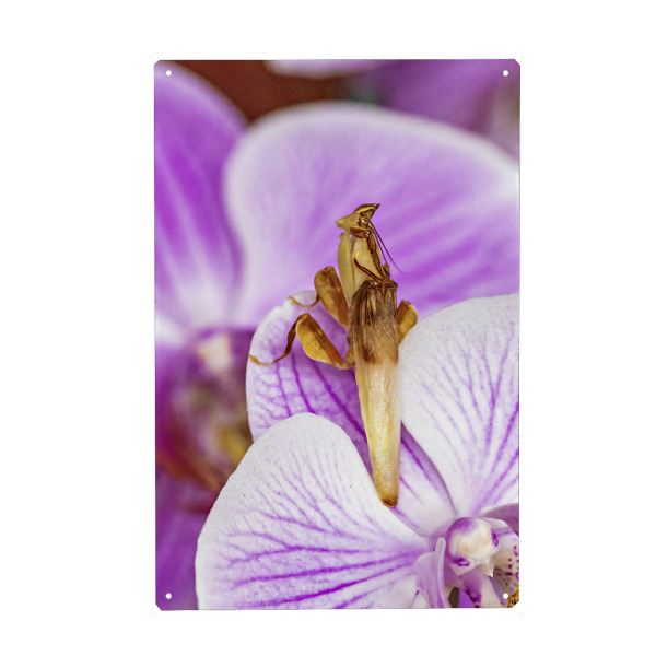 Metall Poster "Eine Gottesanbeterin" artboxONE - Floral,Tiere - Gottesanbeterin,Fangschrecke,Mantis,Mantide,Insekt,Insekten,Orchideen gottesanbeterin