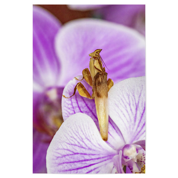 Poster "Eine Gottesanbeterin" artboxONE - Floral,Tiere - Gottesanbeterin,Fangschrecke,Mantis,Mantide,Insekt,Insekten,Orchideen gottesanbeterin