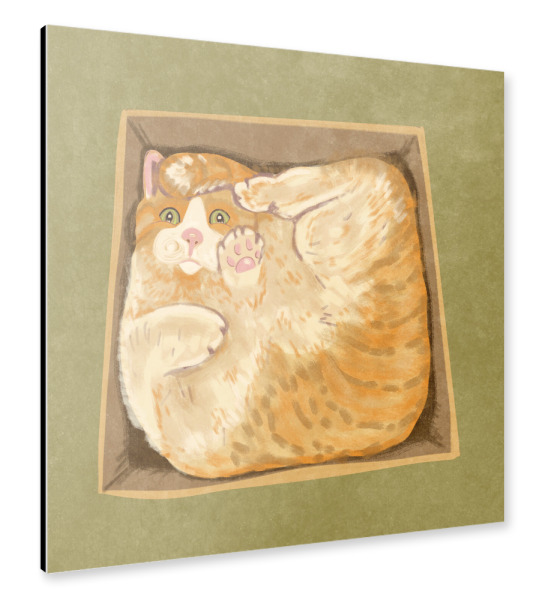 Alu-Dibond "Katze im Karton" 30x30 cm artboxONE