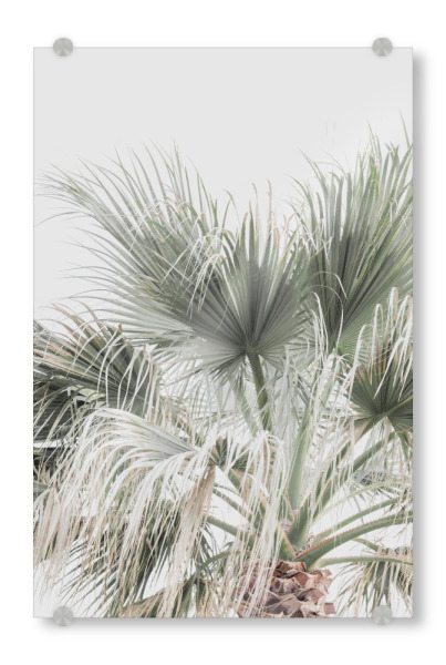 Acrylglasbild "Palmneutral" artboxONE - Natur,Reise,Reise / Strand und Meer - Gedämpfte töne,Palmen,Palmblatt,Botanische,Tropische,Pflanze