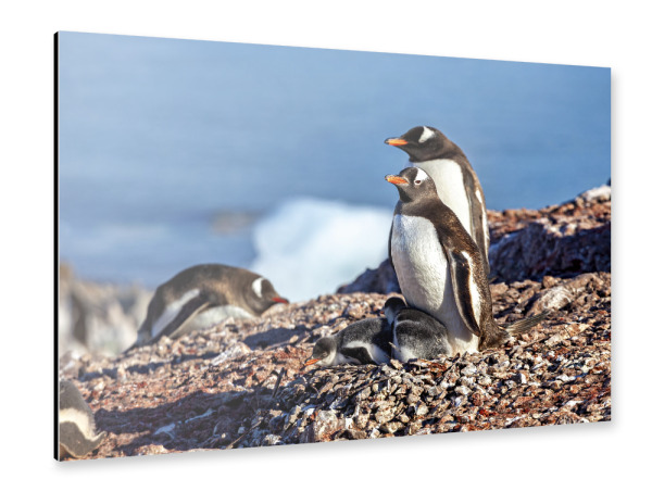 Alu-Dibond "Eselspinguine in der Antarktis" 30x20 cm artboxONE