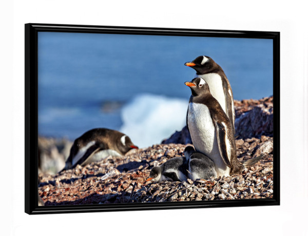 Poster mit schwarzem Rahmen "Eselspinguine in der Antarktis" artboxONE - Tiere - Antarktis,Pinguin,Pinguine,Eselspinguin,Südpol,Vogel,Wasservogel