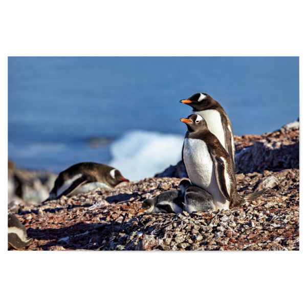 Poster "Eselspinguine in der Antarktis" artboxONE - Tiere - Antarktis,Pinguin,Pinguine,Eselspinguin,Südpol,Vogel,Wasservogel