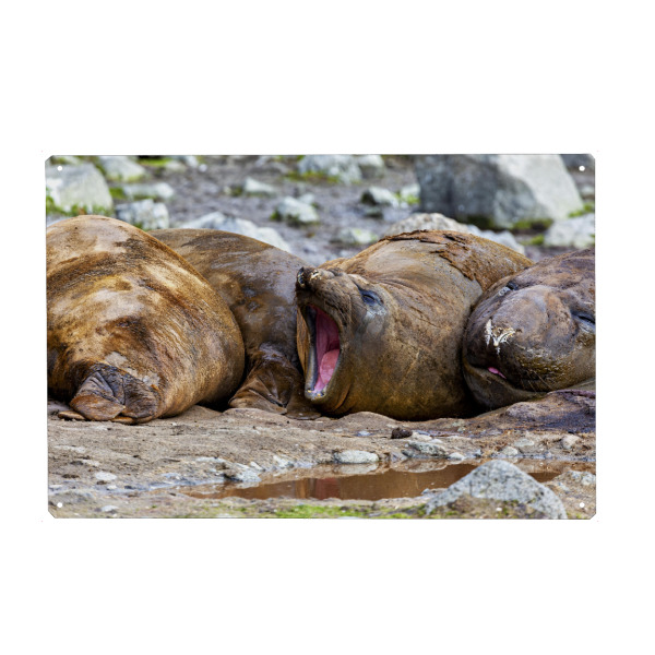 Holzbild "Die Robben der Antarktis" artboxONE - Tiere