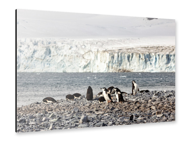 Alu-Dibond "Die Zügelpinguine" 30x20 cm artboxONE