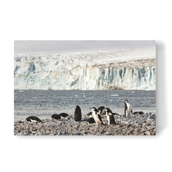 Leinwandbild "Die Zügelpinguine" artboxONE - Tiere - Pinguin,Zügelpinguin,Antarktis,Südpol,Vogel