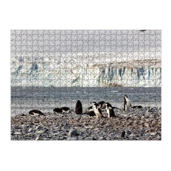 Puzzle Ravensburger "Die Zügelpinguine" artboxONE - Tiere - Pinguin,Zügelpinguin,Antarktis,Südpol,Vogel - Bild pinguin