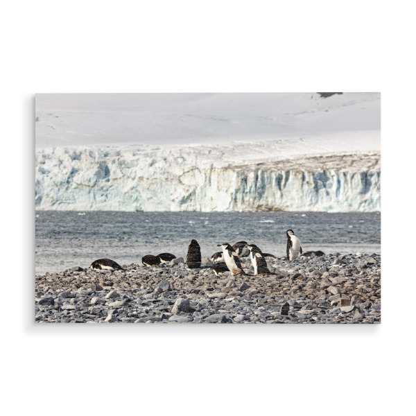 Holzbild "Die Zügelpinguine" artboxONE - Tiere - Pinguin,Zügelpinguin,Antarktis,Südpol,Vogel
