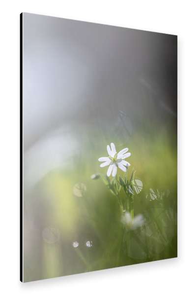 Alu-Dibond "Stellaria Naturfoto" 30x20 cm artboxONE