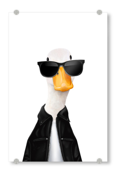 Acrylglasbild "Stylische Ente" artboxONE - Tiere,Comic,Fashion,Für Papa,Lustig
