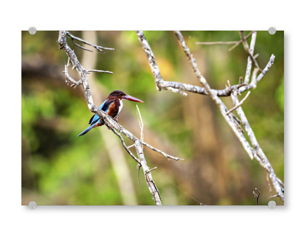 Acrylglasbild "Der Braunliest" artboxONE - Natur,Tiere - Eisvogel,Braunliest,Vogel,Sri lanka,Halcyon smyrnensis