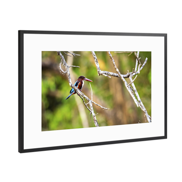 Poster mit Rahmen Schwarz (Metallic) "Der Braunliest" artboxONE - Natur,Tiere - Eisvogel,Braunliest,Vogel,Sri lanka,Halcyon smyrnensis
