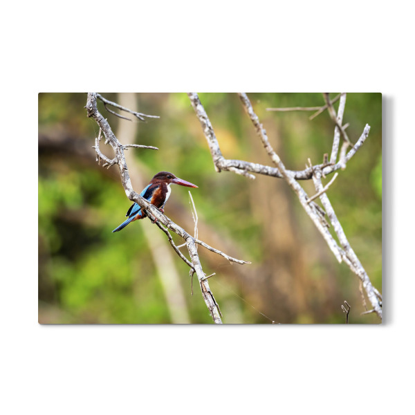 Galerie-Print "Der Braunliest" 75x50 cm artboxONE