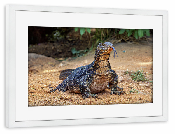 Poster mit Rahmen weiß "Der Bindenwaran" artboxONE - Natur,Tiere - Waran,Bindenwaran,Reptil,Reptilien,Drache,Echse,Sri lanka