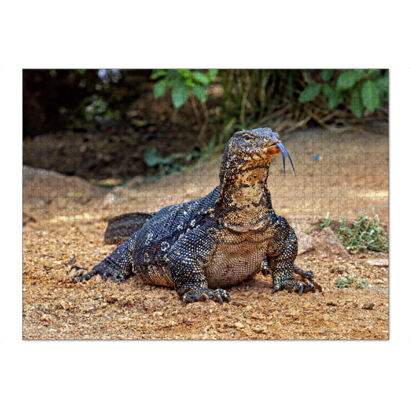 Puzzle Ravensburger "Der Bindenwaran" artboxONE - Natur,Tiere - Waran,Bindenwaran,Reptil,Reptilien,Drache,Echse,Sri lanka - Bild waran