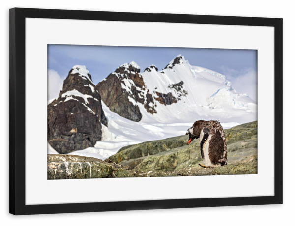 Poster mit Rahmen schwarz "Antarktischer Eselspinguin" artboxONE - Natur,Tiere - Antarktis,Pinguin,Pinguine,Eselspinguin,Südpol,Vogel,Wasservogel