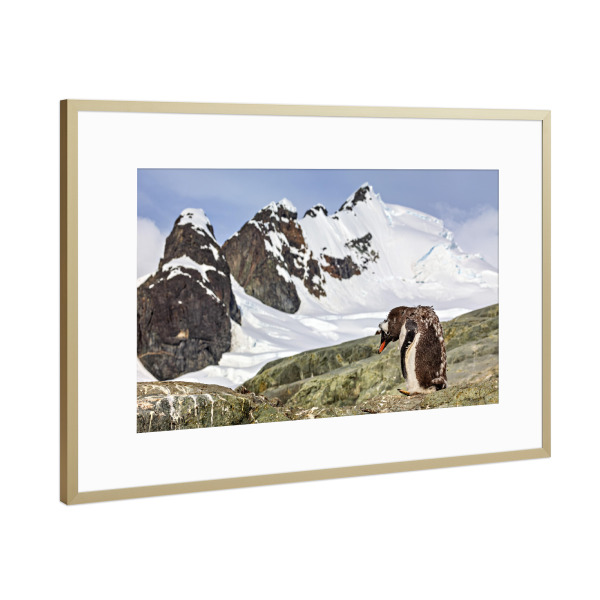 Poster mit Rahmen Gold "Antarktischer Eselspinguin" artboxONE - Natur,Tiere - Antarktis,Pinguin,Pinguine,Eselspinguin,Südpol,Vogel,Wasservogel