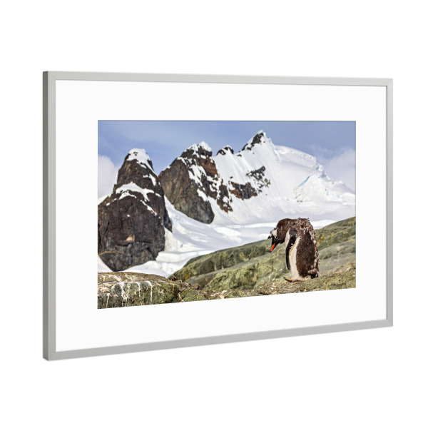 Poster mit Rahmen Silber "Antarktischer Eselspinguin" artboxONE - Natur,Tiere - Antarktis,Pinguin,Pinguine,Eselspinguin,Südpol,Vogel,Wasservogel