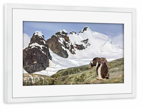 Poster mit Rahmen weiß "Antarktischer Eselspinguin" artboxONE - Natur,Tiere - Antarktis,Pinguin,Pinguine,Eselspinguin,Südpol,Vogel,Wasservogel