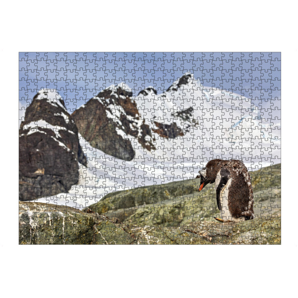 Puzzle Ravensburger "Antarktischer Eselspinguin" artboxONE - Natur,Tiere - Antarktis,Pinguin,Pinguine,Eselspinguin,Südpol,Vogel,Wasservogel