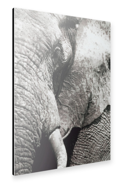 Alu-Dibond "An African Elephant Bull" 30x20 cm artboxONE
