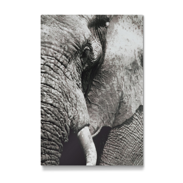 Galerie-Print "An African Elephant Bull" 30x20 cm artboxONE