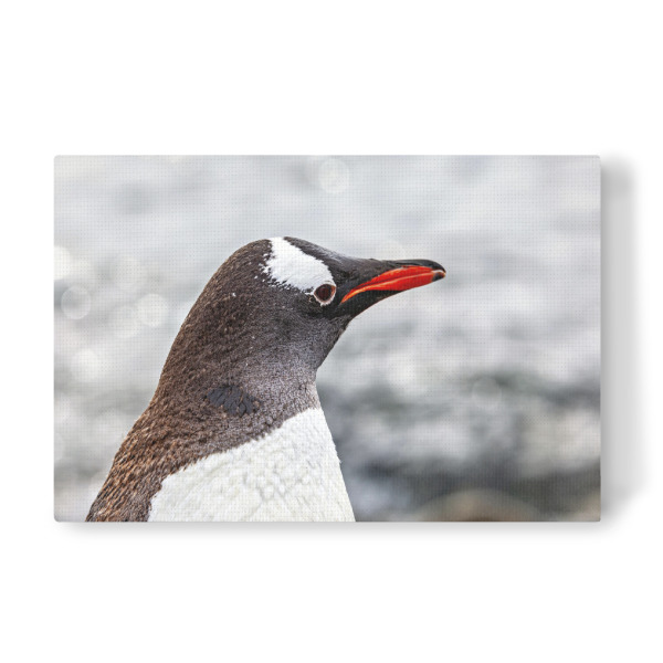 Leinwandbild "Ein Eselspinguin" artboxONE - Tiere - Antarktis,Südpol,Pinguin,Eselspinguin,Vogel,Wildlife