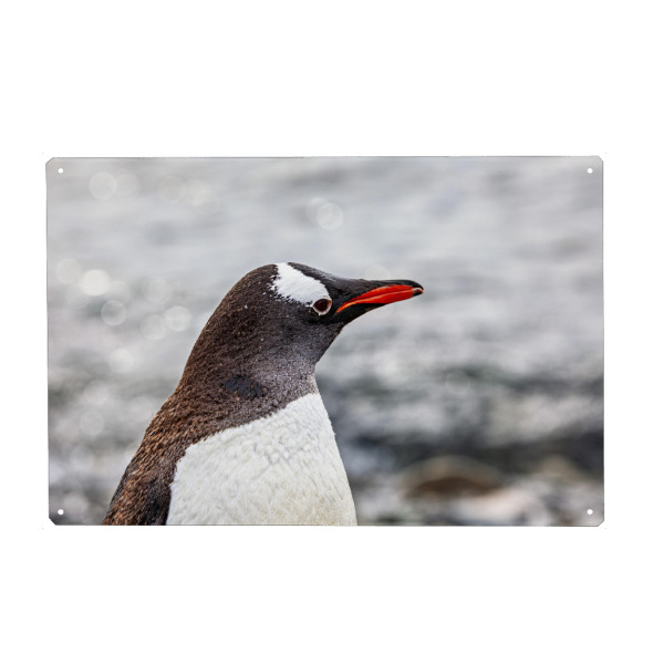 Holzbild "Ein Eselspinguin" artboxONE - Tiere - Antarktis,Südpol,Pinguin,Eselspinguin,Vogel,Wildlife