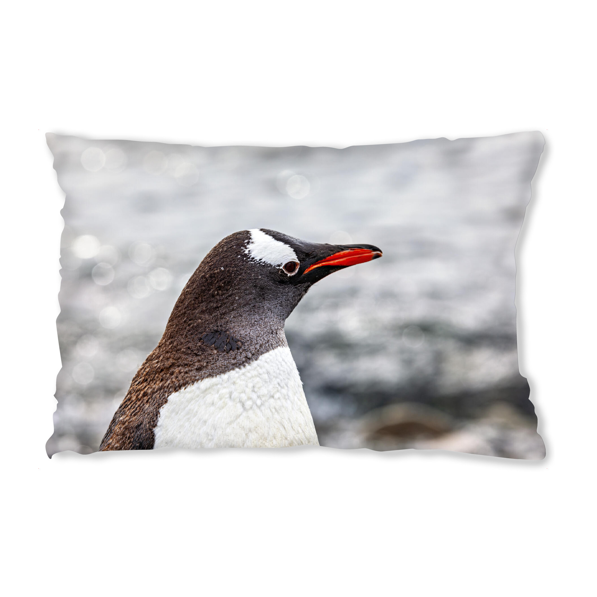 Design-Kissen "Ein Eselspinguin" artboxONE - Tiere - Antarktis,Südpol,Pinguin,Eselspinguin,Vogel,Wildlife - Bild antarktis