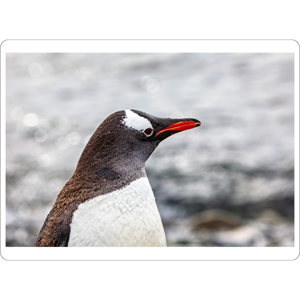 Tischset "Ein Eselspinguin" artboxONE - Tiere - Antarktis,Südpol,Pinguin,Eselspinguin,Vogel,Wildlife - Bild antarktis
