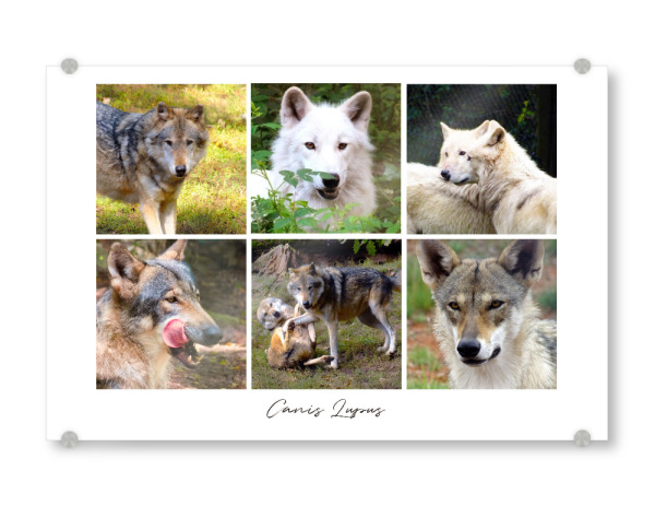 Acrylglasbild "Wolves Collage" artboxONE - Natur,Reise,Tiere,Reise / Strand und Meer