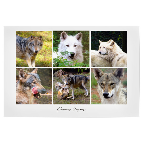 Poster "Wolves Collage" artboxONE - Natur,Reise,Tiere,Reise / Strand und Meer