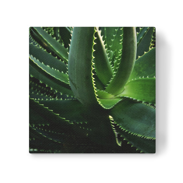 Leinwandbild "Kaktus in der Abendsonne" artboxONE - Natur,Floral,Buchstaben / K - Kaktus,Grün,Natur,Pflanze,Fotografie