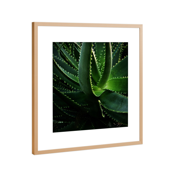 Poster mit Rahmen Kupfer "Kaktus in der Abendsonne" artboxONE - Natur,Floral,Buchstaben / K - Kaktus,Grün,Natur,Pflanze,Fotografie