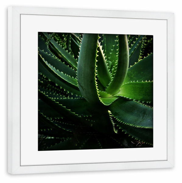 Poster mit Rahmen weiß "Kaktus in der Abendsonne" artboxONE - Natur,Floral,Buchstaben / K - Kaktus,Grün,Natur,Pflanze,Fotografie