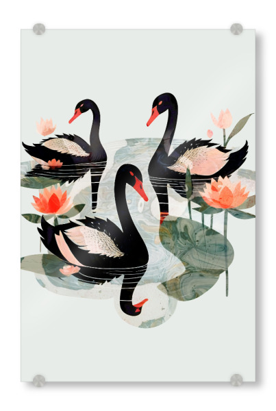 Acrylglasbild "Schwarze Schwäne" artboxONE - Floral,Tiere